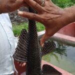 CHN अब खुद ही गिर जाओ तुम, टूट कर जमीं पर ।