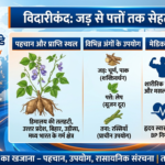 विदारीकंद का संपूर्ण विज्ञान: जड़ से लेकर पत्तों तक जानें क्यों है यह आयुर्वेद का “सुपरफूड” l
