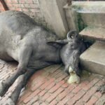 खंभे से लगे तार मैं करंट उतरने से 7 वर्षीय भैंस की दर्दनाक मौत हो गई।