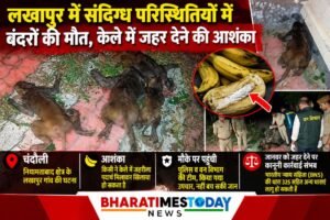 लाखापुर में संदिग्ध परिस्थितियों में बंदरों की मौत, केले में जहर देने की आशंका ।